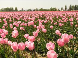 pink tulips