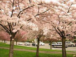 tree blossoms