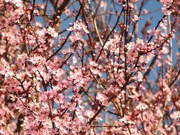 cherry blossoms