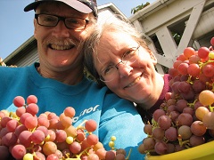 grape harvest