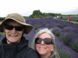 Lavender Fields